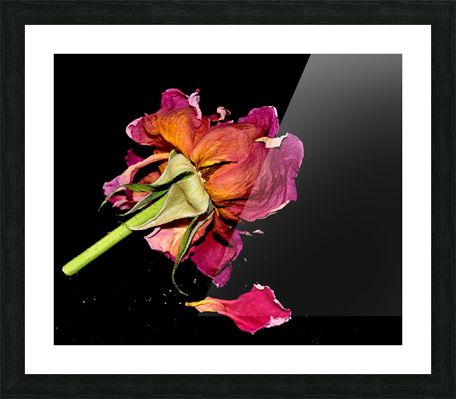 rose Picture Frame print