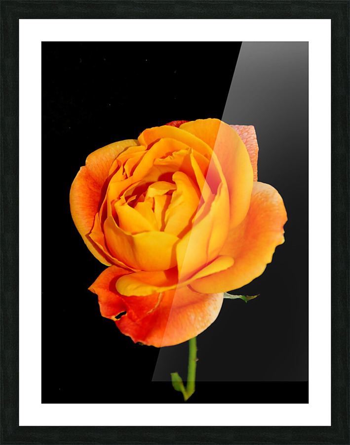 DSC 2220 e Picture Frame print