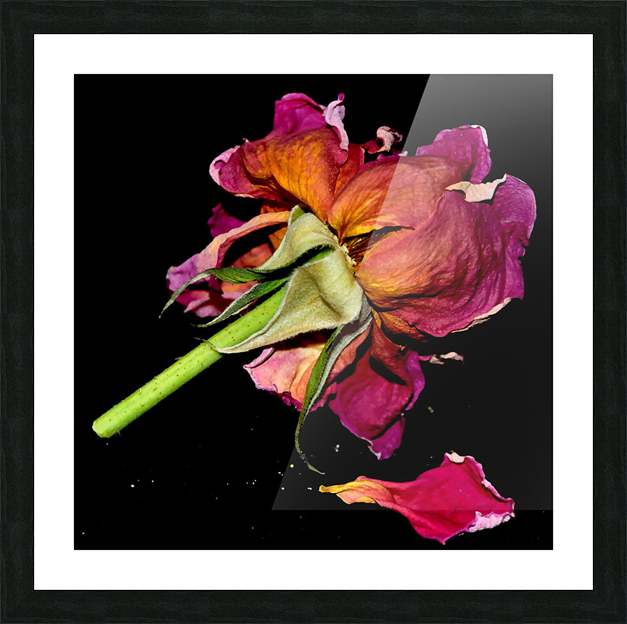 DSC 2243 e Picture Frame print