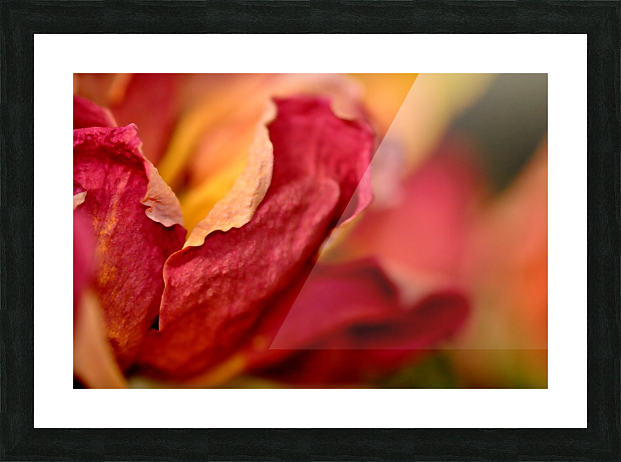 reve de roses Picture Frame print