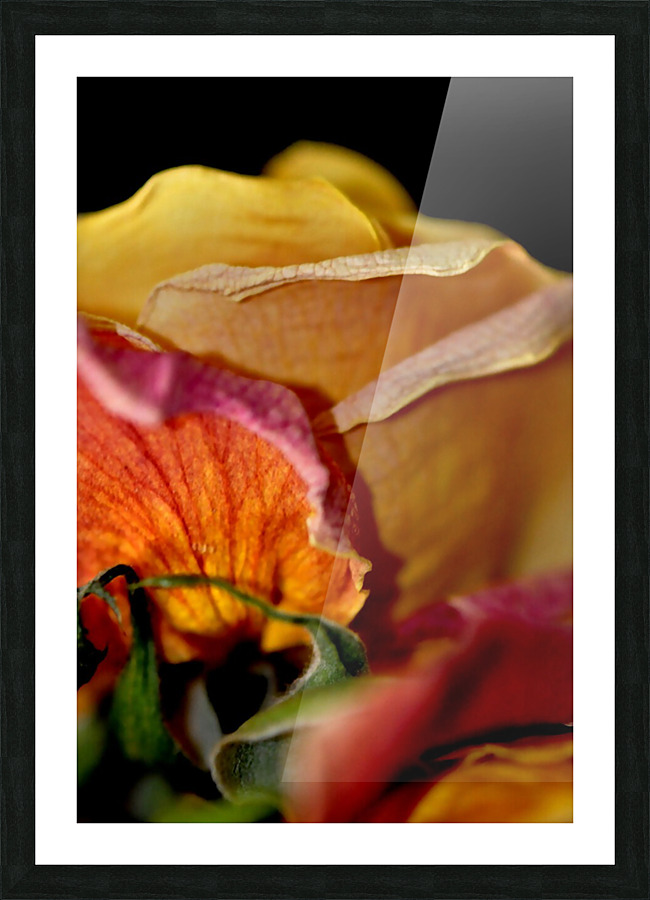 rose Picture Frame print