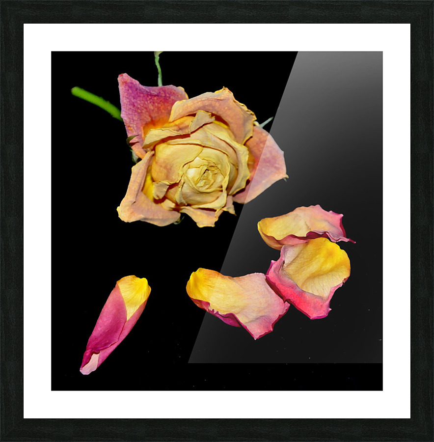 rose Picture Frame print