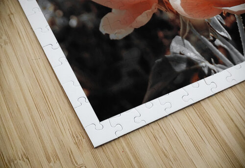Douceur  Sylvie Leandre puzzle