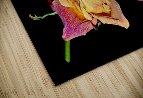 rose Sylvie Leandre puzzle