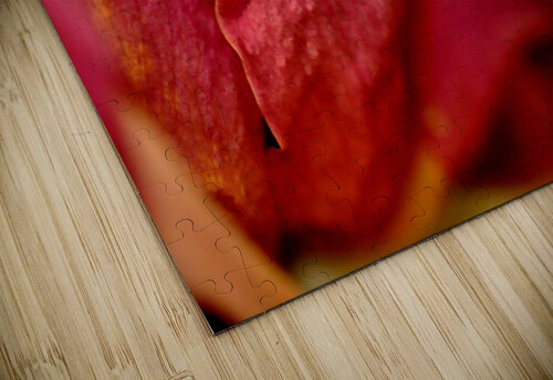 reve de roses Sylvie Leandre puzzle
