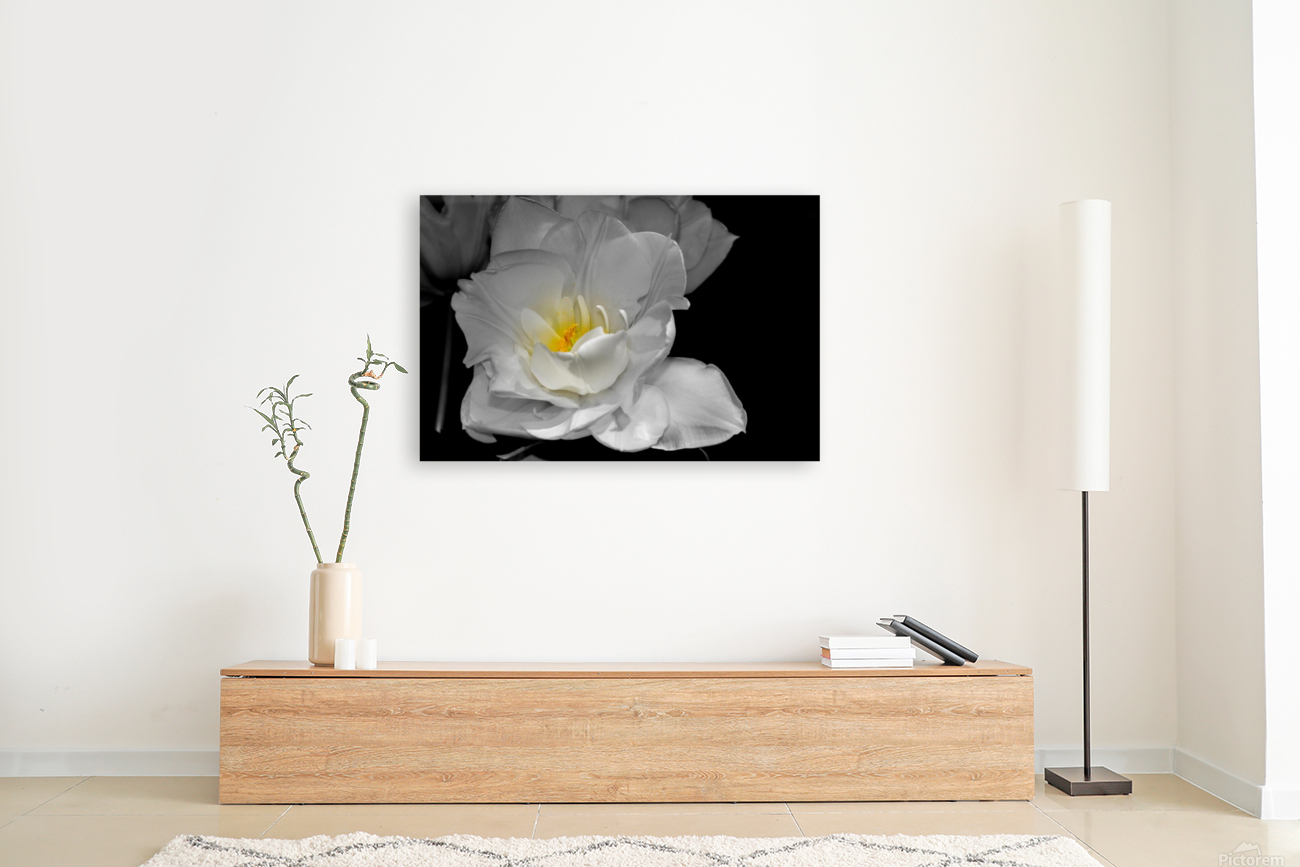 tulipe  Reproduction