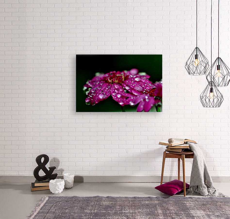 printemps  Reproduction