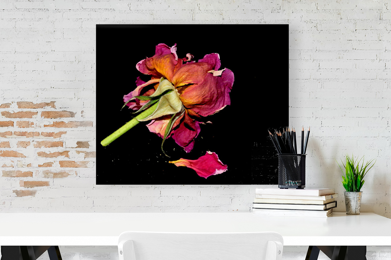 rose Reproduction