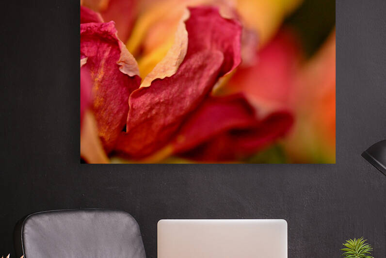 reve de roses Reproduction
