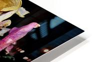 rose HD Metal print