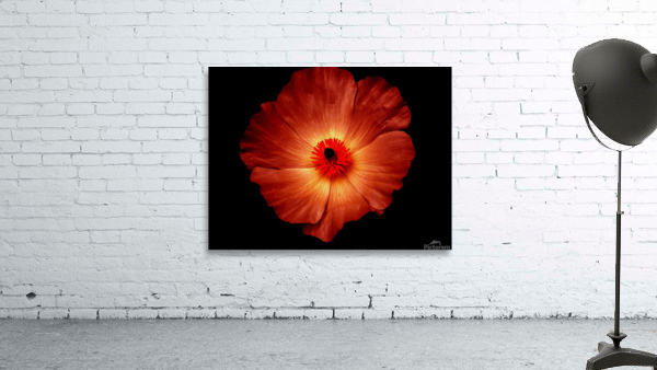 flower fire Wall Preview