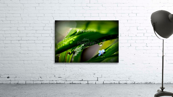 green Wall Preview