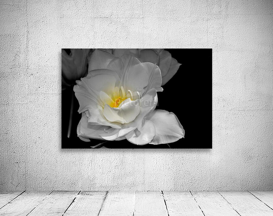 tulipe  Wall Preview