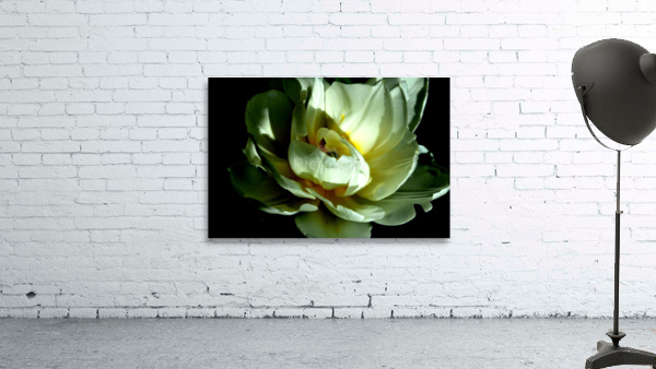 fleur blanche Wall Preview