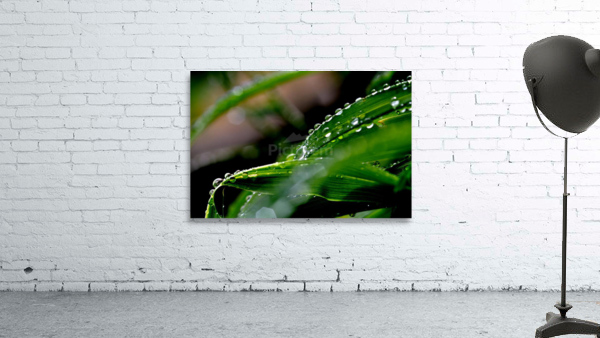 green Wall Preview
