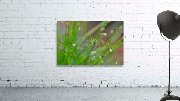 green Wall Preview