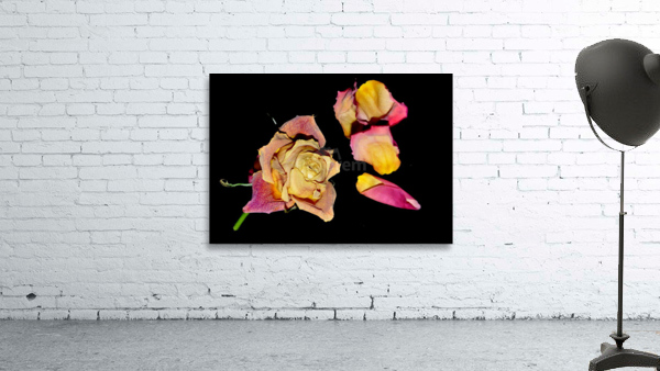 rose Wall Preview