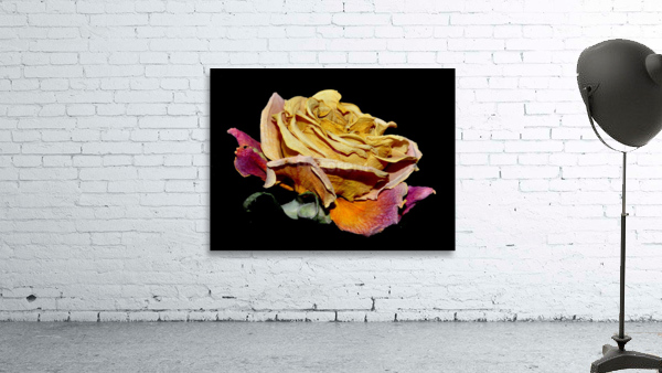 rose Wall Preview