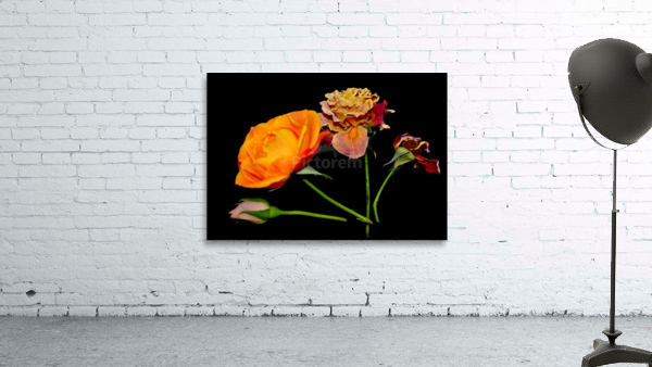 rose Wall Preview