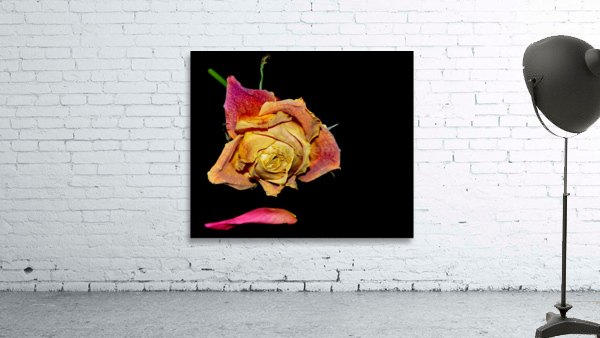 roses Wall Preview