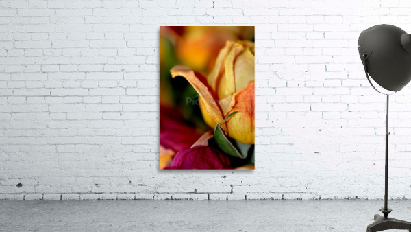 reve de roses Wall Preview