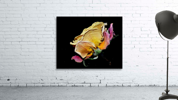 rose Wall Preview