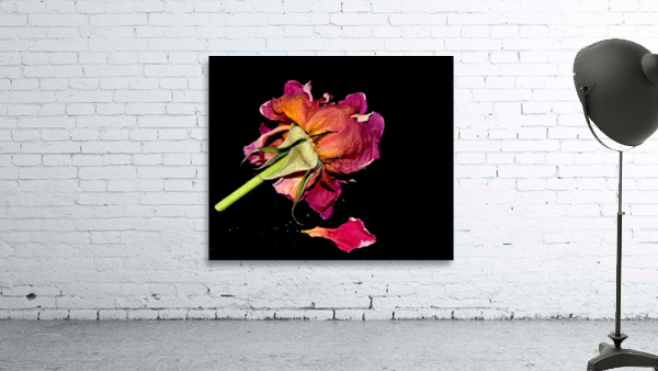 rose Wall Preview