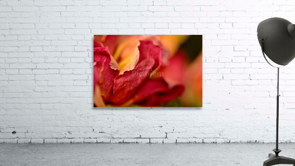 reve de roses Wall Preview