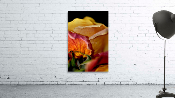 rose Wall Preview