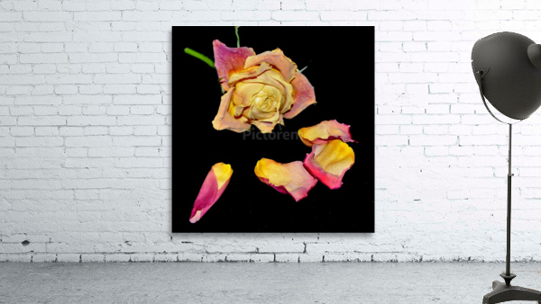 rose Wall Preview