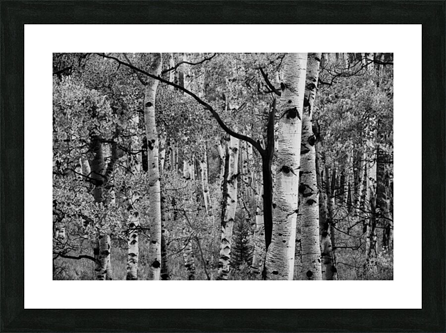 Branch Out Picture Frame print