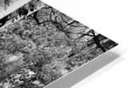 Branch Out HD Metal print