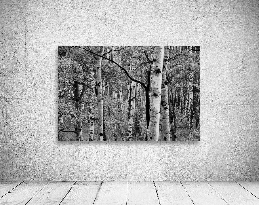 Branch Out Wall Preview