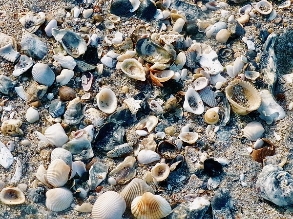 Shell Beach  Digital Download