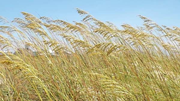 Sea Grass Digital Download