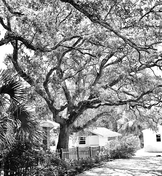 Front Yard  Digital Download