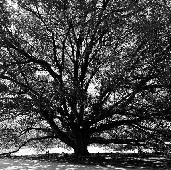 Compton Oak  Digital Download