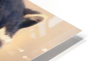 JOEY HD Metal print