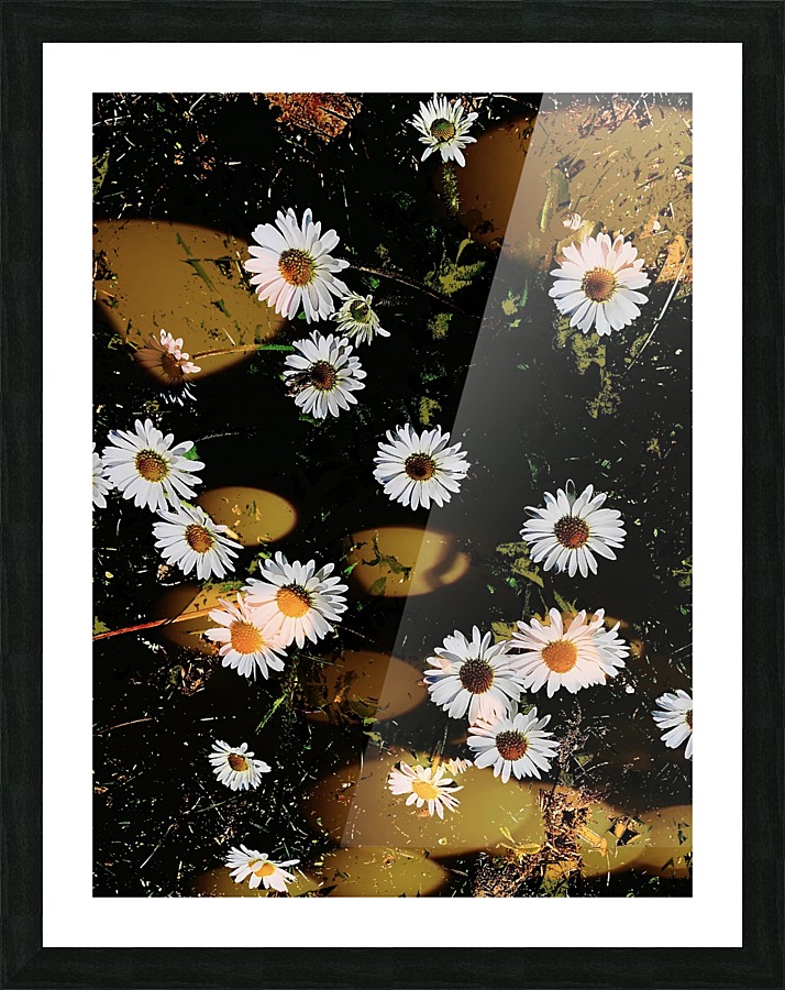 Dancing Daisies Picture Frame print