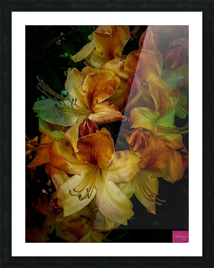 Peachy Rhododendron Picture Frame print