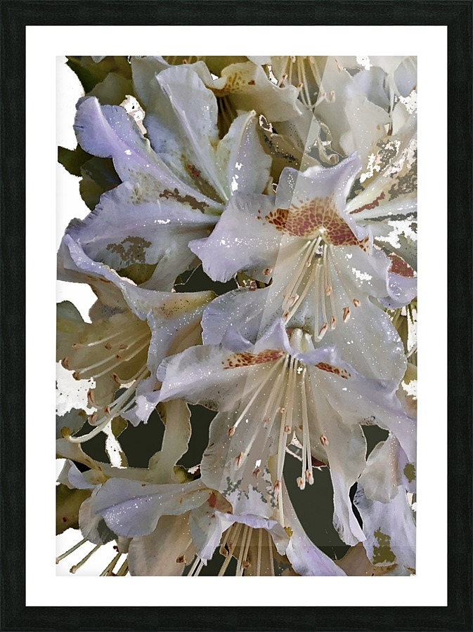 White Rhododendron Picture Frame print