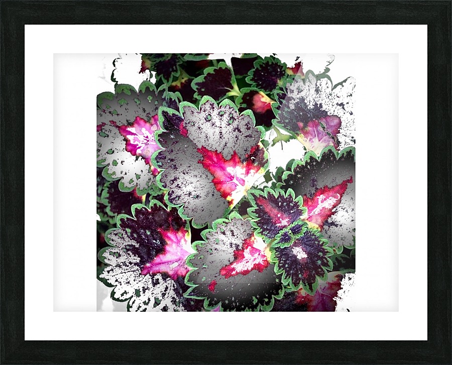 Ornamental Coleus Picture Frame print
