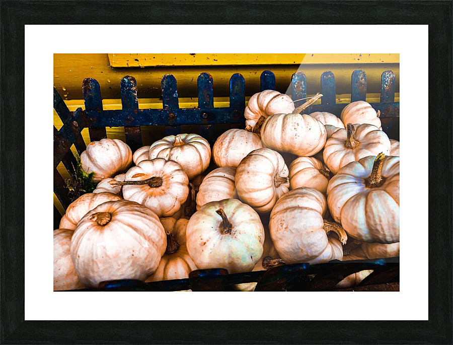 White Baby Pumpkins Picture Frame print