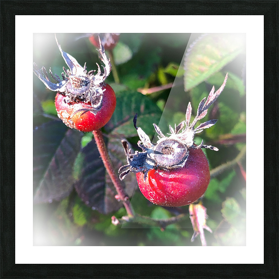 Rose Hips 201015 Picture Frame print
