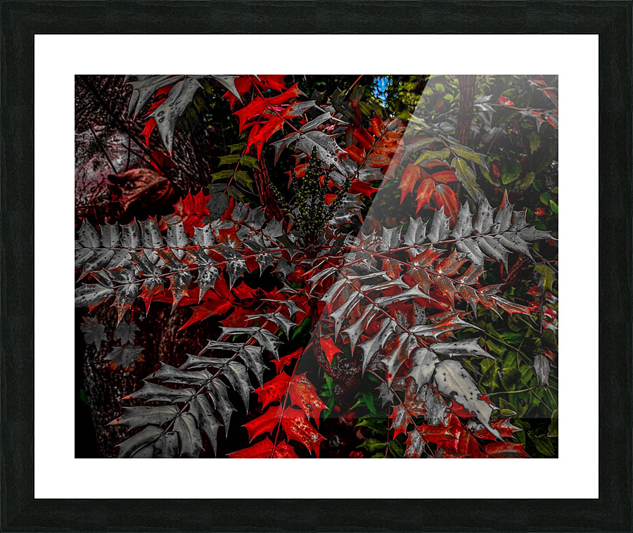 Holly Explosion Picture Frame print