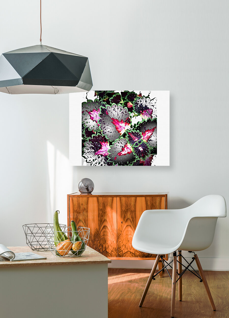 Ornamental Coleus Reproduction