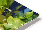 Cascading Hellebore HD Metal print