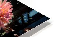 Floating Chrysanthemums HD Metal print