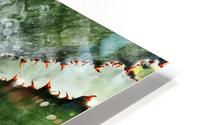 Spiral Agave HD Metal print
