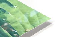 Dewy Hostas HD Metal print